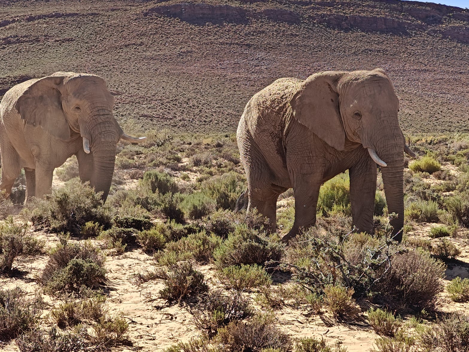 Aquila Game Reserve - Safari 4